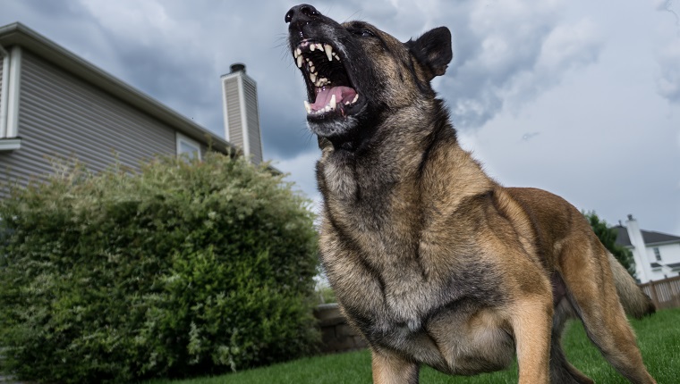 Low Angle View Of German Shepherd Barking In Yard Against Sky