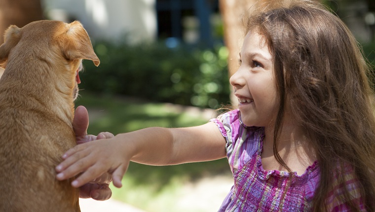 Girl smiles while she pets small Terrier-Chihuahua dog her grandfather is holding in his hands.