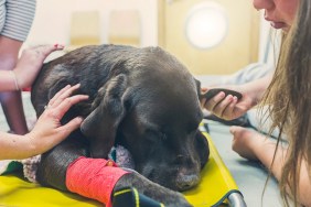 Family around dying dog