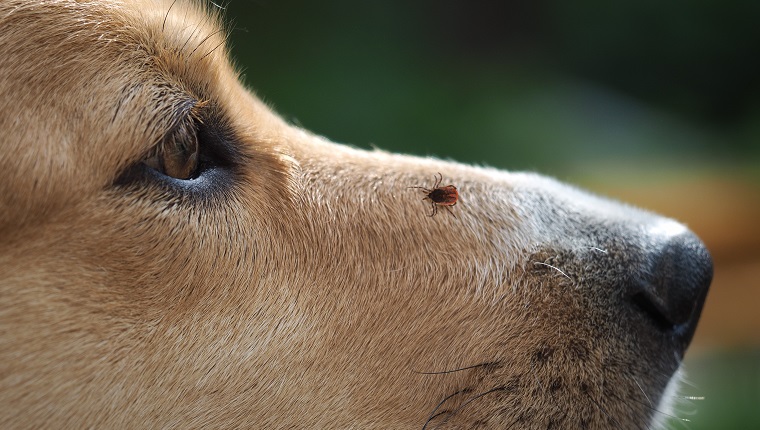 Tick encephalitis on the nose of the dog. A dangerous insect, a carrier of the disease