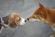 Beagle and Shiba Inu sniffing each other dog socialization