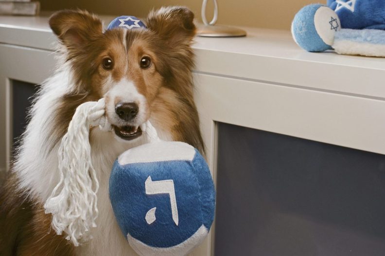 Jewish dog celebrating bark mitzvah