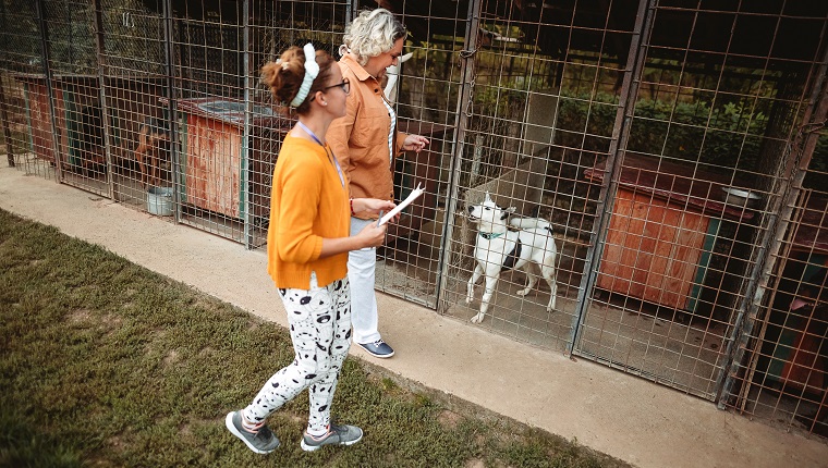 Young woman with worker choosing which dog to adopt from a shelter.