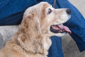 Low Section Of Men Sitting With Blin Senior Dog