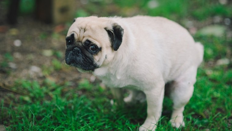 Pug Dog Excrement