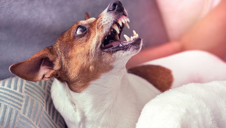 Dog Jack Russell Terrier grins in response to the threat from the man at apartment