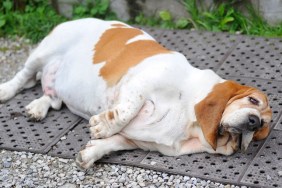 fat dog lying on floor with obesity