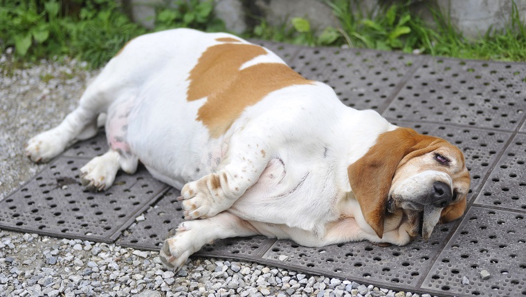 fat dog lying on floor with obesity