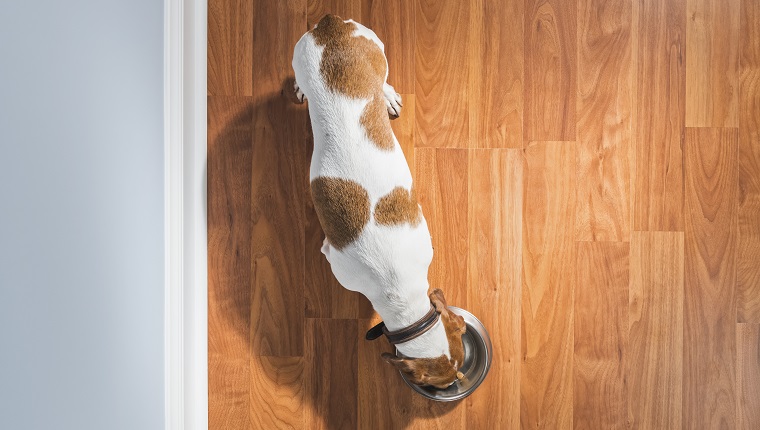 An overhead view of a purebred Dachshund eating from a stainless steel pet food dish standing on a hardwood floor inside a home with blue walls. She is a short haired dappled piebald color of brown and white. She is a rescue and living happily ever after with her new mom, her name is Pretzel.