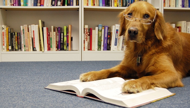 Golden retriever in glasses reading textbook in front of bookcases.