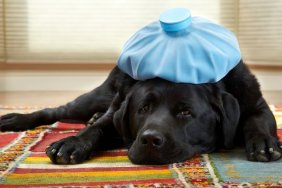 4 1/2 year old black lays down with ice pack on his head