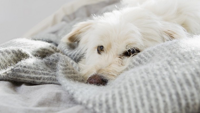 Dog laying on bed