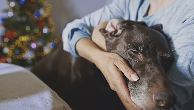 Woman hugging old dog at Christma time