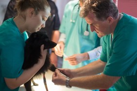 Veterinarian taking blood sample in surgery, other medical person standing in background