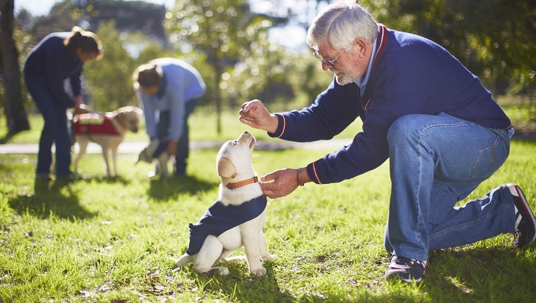 Guide Dogs