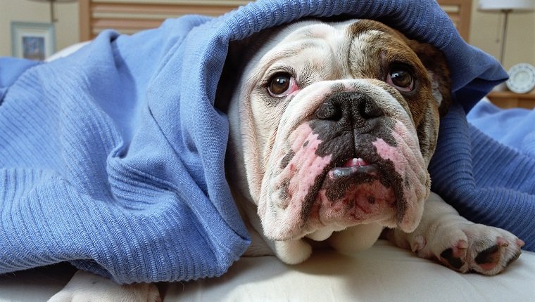 English bulldog lying under blanket on bed, close-up