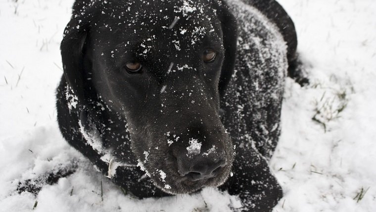 Black Labrador Retriever playing in the snow.