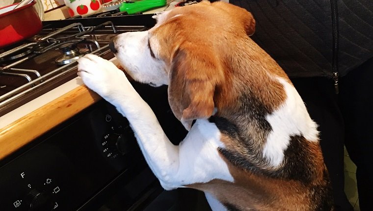 Close-Up Of Dog In Kitchen