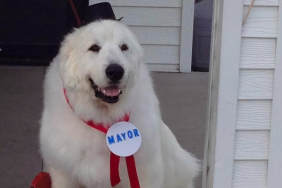 Great Pyrenees names Duke becomes Mayor of a Minnesota town, has ribbon and political button tied around neck