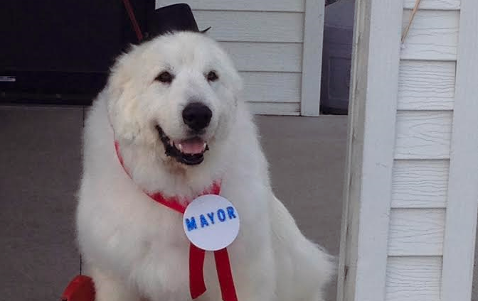 Great Pyrenees names Duke becomes Mayor of a Minnesota town, has ribbon and political button tied around neck