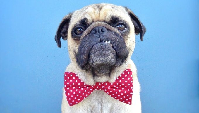 dog in a bow tie