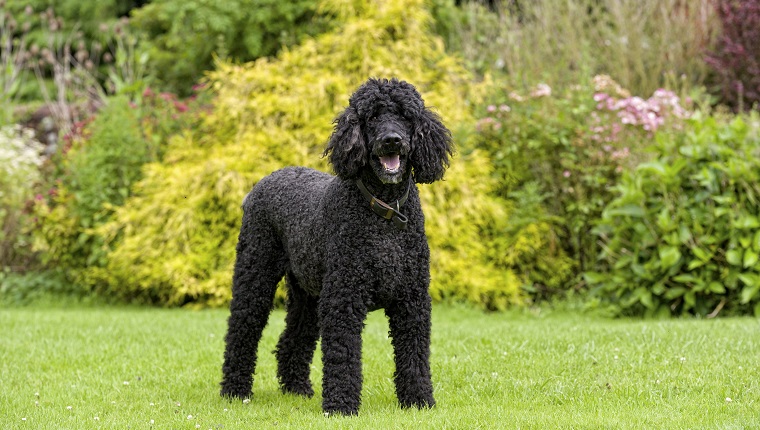 Standard Poodle in the formal gardens of a stately house in the UK