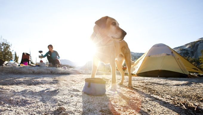 dog at camp site