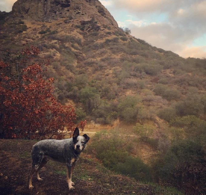 dog-hiking-los-angeles