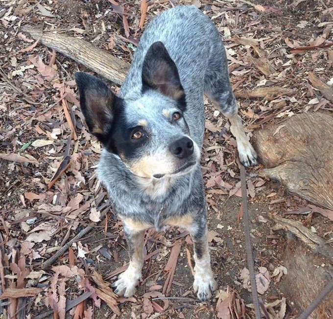 hiking-dogs-los-angeles-2