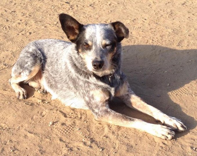 hiking-dogs-los-angeles-3