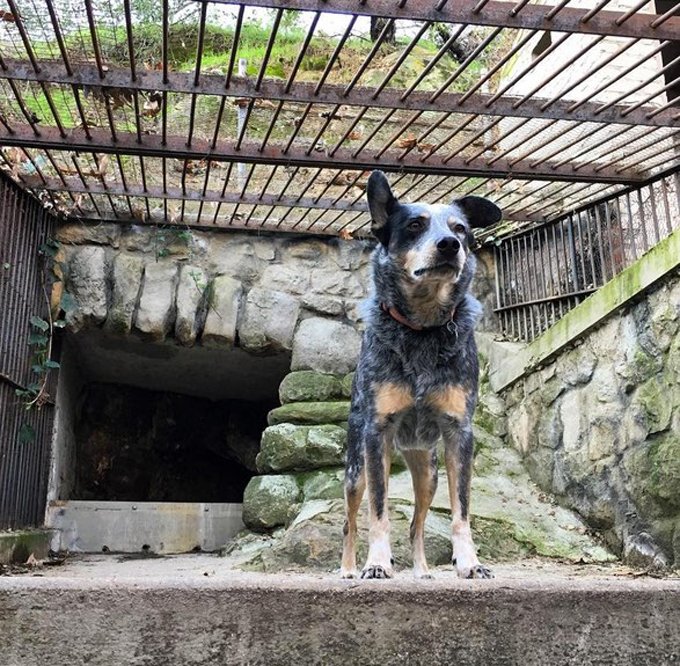 hiking-dogs-old-zoo-los-angeles