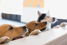 Curious dogs leaning on dog daycare counter