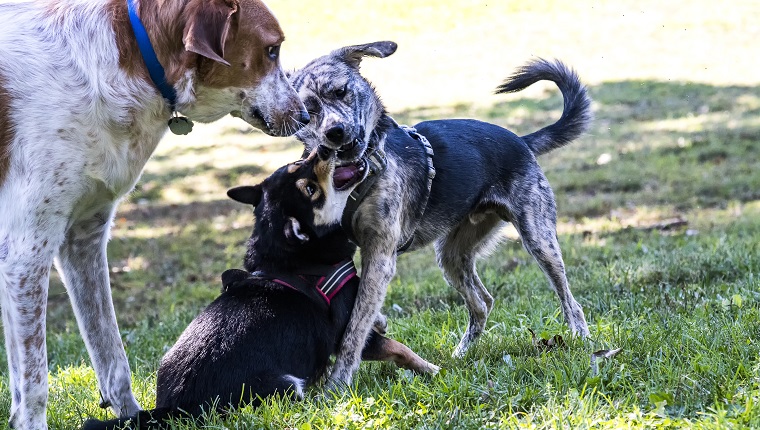 Shot these pictures when we took the family dog, Mochi, a Shiba Inu, to a local dog park. Mochi really enjoyed the visit.