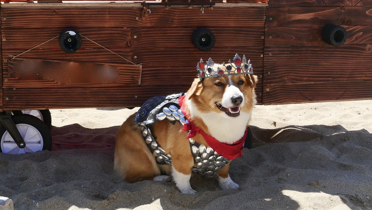 Cute Corgis play in Off leash dog beach in southern California.