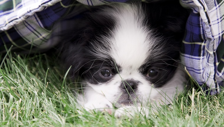 Baby Japanese Chin 