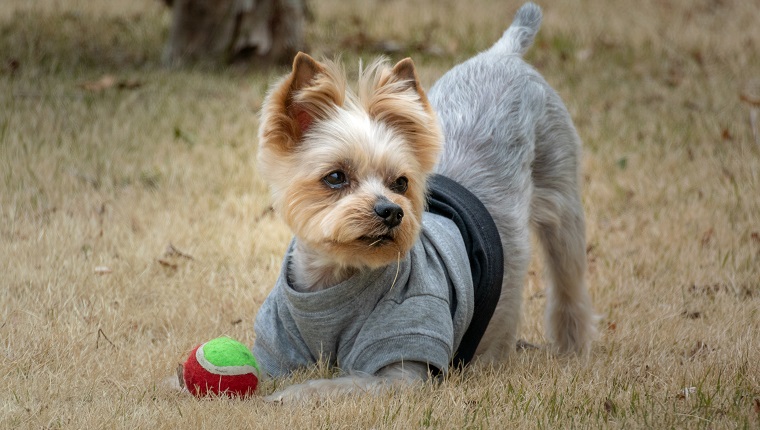 Pet dog Yorkshire Terrier