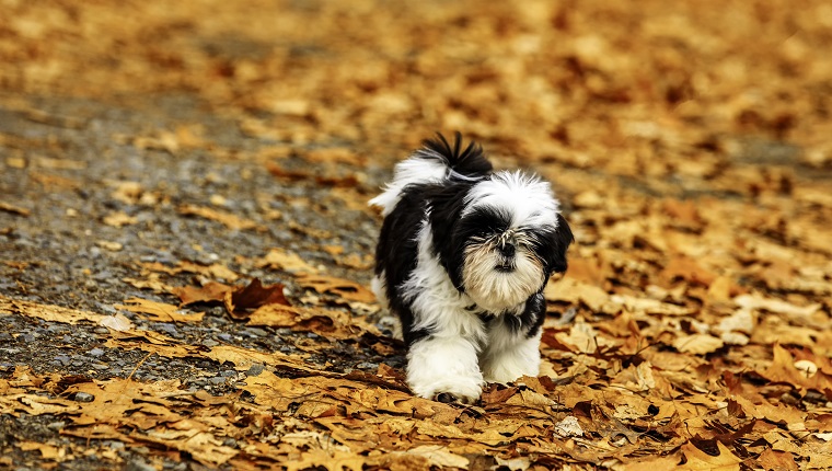 Shih Tzu puppy playing in the fallen leaves.