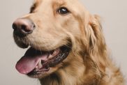 Golden Retriever kid friendly dog breeds