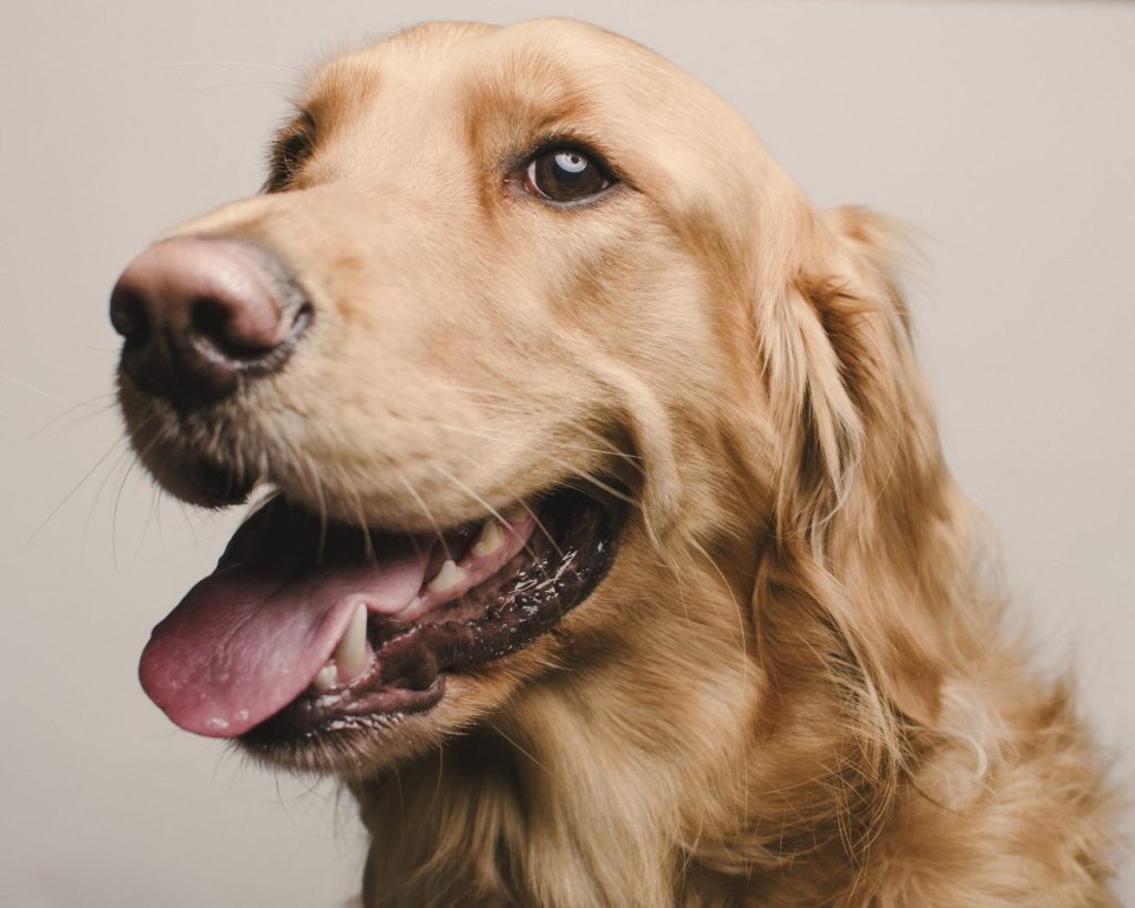 Golden Retriever kid friendly dog breeds