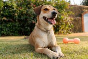 Mixed breed dogs