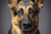 A close-up of a purebred German Shepherd dog looking directly at the camera.