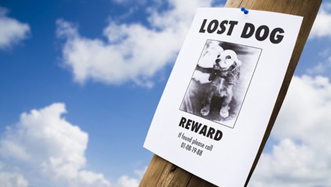 lost dog poster