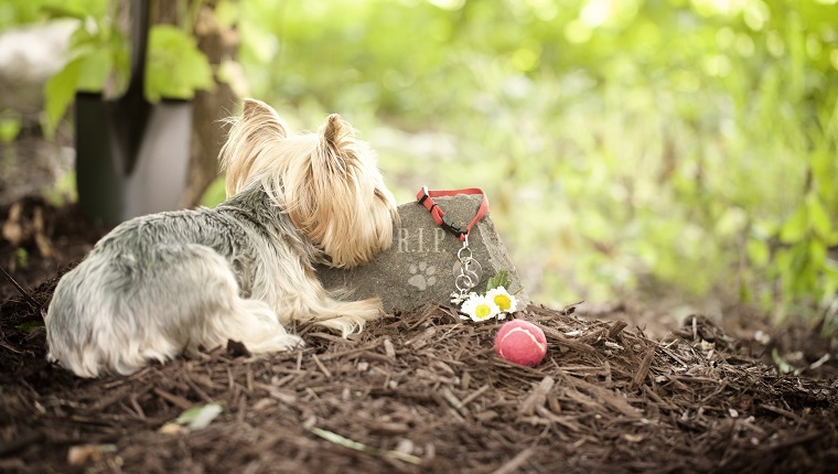 Dog Memorial