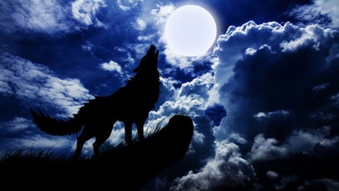 wolf howling at moon