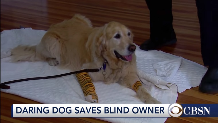 Figo the Golden Retriever lies on a white towel. Both of his front legs have bandages on them.