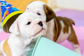 white American Bulldog on color floor.Beautiful and cute American Bulldog puppy.american bulldog sitting