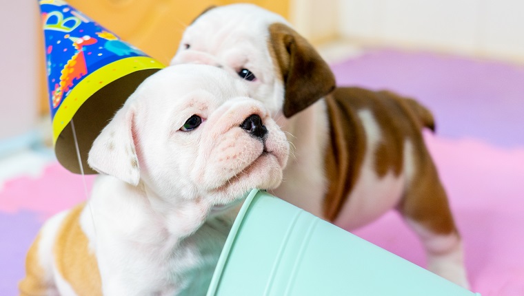 white American Bulldog on color floor.Beautiful and cute American Bulldog puppy.american bulldog sitting