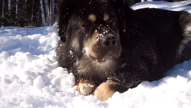 tibetan mastiff snow