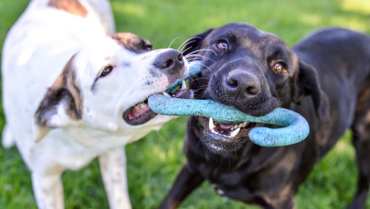 Mixed breed puppy and black labrador retriever playing with a tug of war toy together outdoors