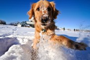 Golden Retriever in Winter